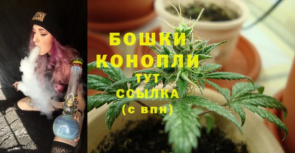 индика Бородино